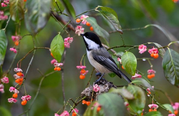 Come insegnare al mio gatto ad usare la lettiera?